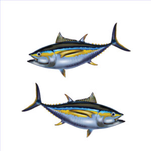 Fish #2