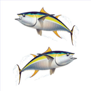 Fish #3